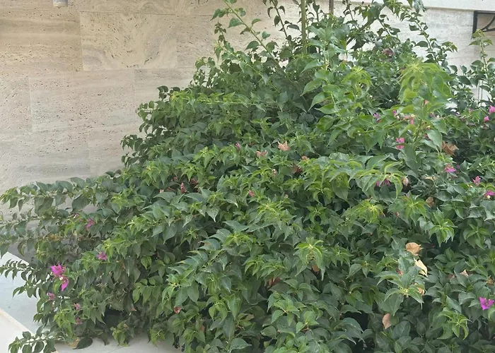 Regina Regina With Swimming Pool Апартаменты